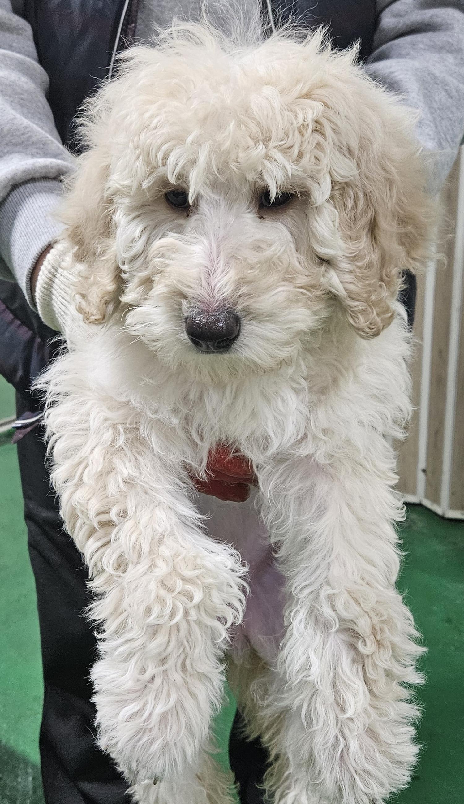 푸들 이미지 파일 입니다.